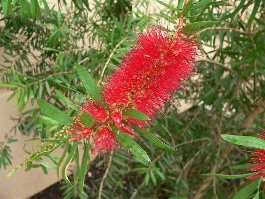 {Melaleuca citrina}